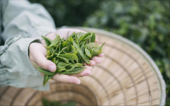 炒股股票入门-股票投资技术分析